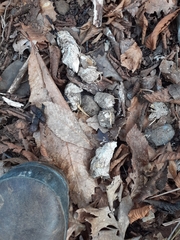 Canis lupus italicus