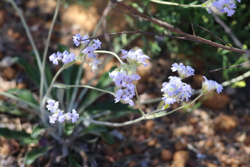 Dampiera eriocephala