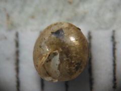 Euconulus