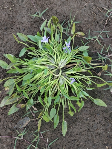 Blue Mudplantain (Heteranthera limosa)