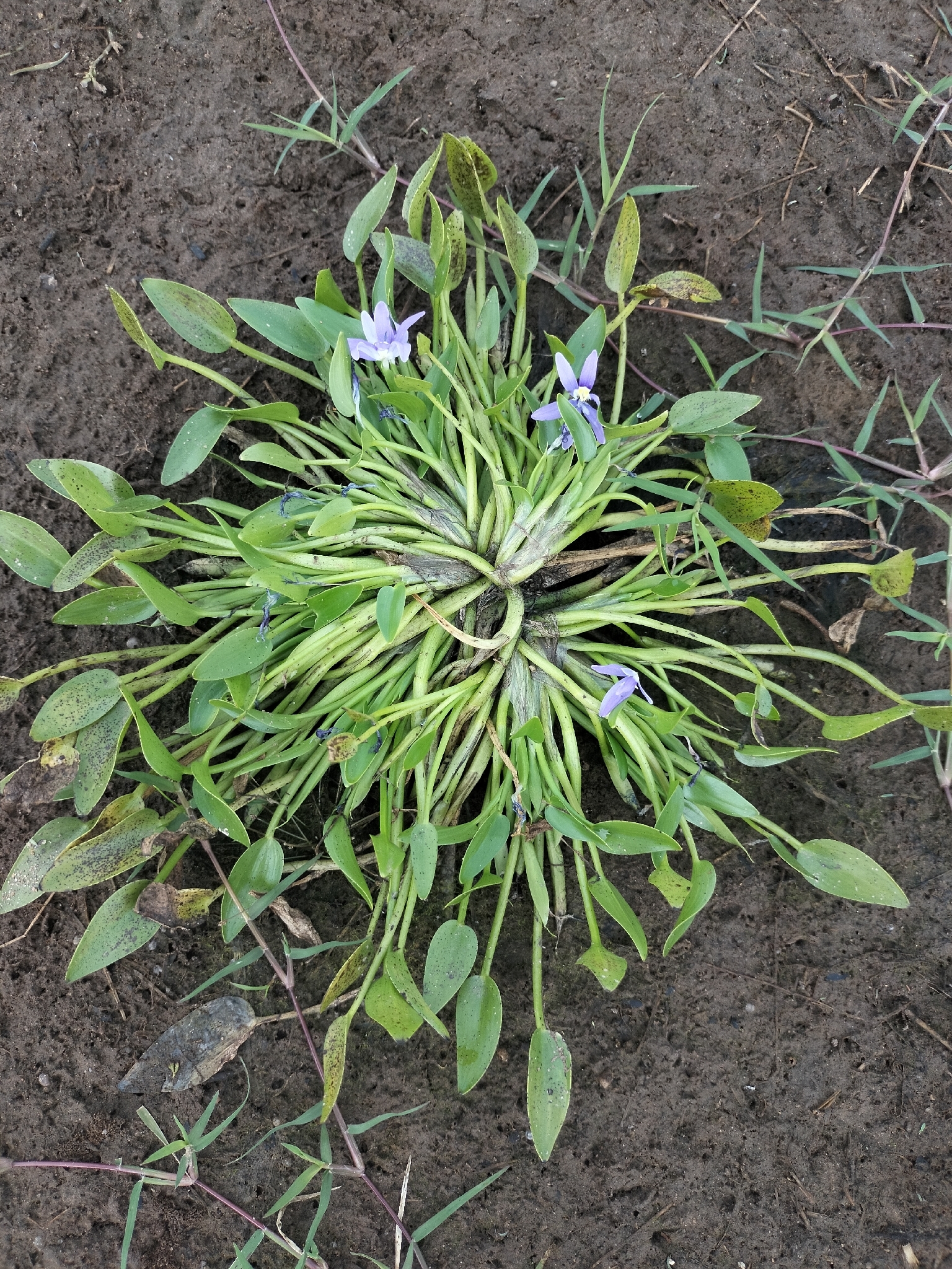 Blue Mudplantain (Heteranthera limosa)