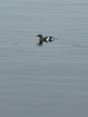 Pigeon Guillemot (Cepphus columba), photo 4