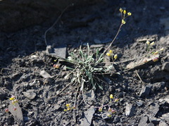 Physaria calderi