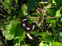 Anartia chrysopelea