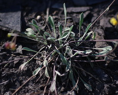 Physaria calderi