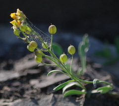 Physaria calderi