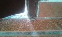 Lycosa nordenskjoldi