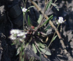Crucihimalaya bursifolia