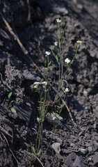 Crucihimalaya bursifolia