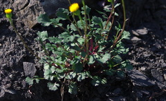 Packera hyperborealis