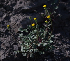 Packera hyperborealis