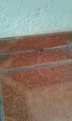 Lycosa nordenskjoldi