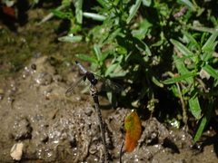 Erythrodiplax justiniana