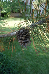 Pinus heldreichii