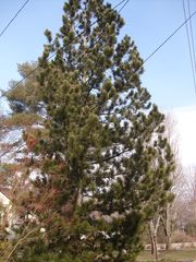 Pinus heldreichii