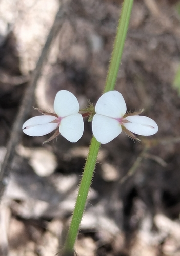 Samoan clover (Desmodium scorpiurus)