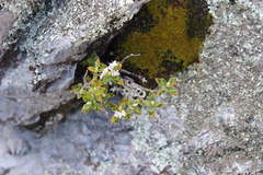 Veronica rigidula, photograph (c) Joe Dillon, some rights reserved (CC BY)