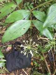 Dracaena surculosa