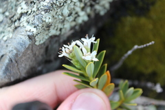 Veronica rigidula, photograph (c) Joe Dillon, some rights reserved (CC BY)