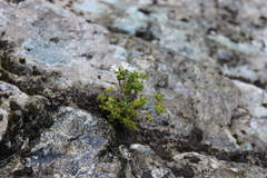 Veronica rigidula, photograph (c) Joe Dillon, some rights reserved (CC BY)