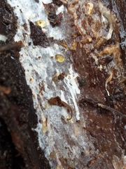 Piloderma