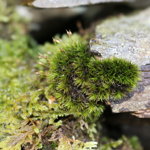 https://www.inaturalist.org/taxa/156551-Ptychomitrium