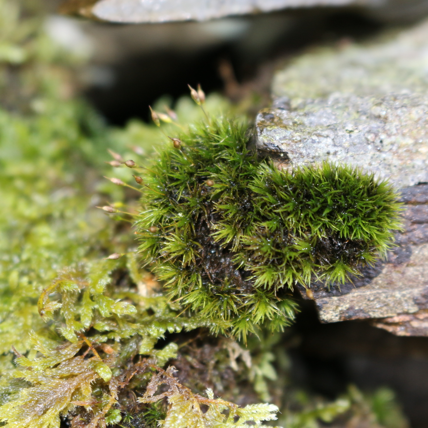 Ptychomitrium