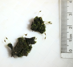 Ptychomitrium polyphyllum