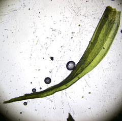 Ptychomitrium polyphyllum