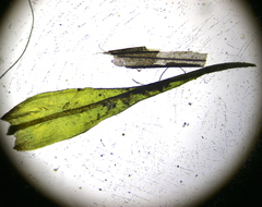 Ptychomitrium polyphyllum