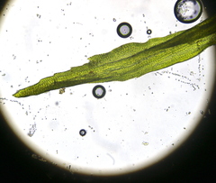 Ptychomitrium polyphyllum