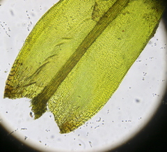 Ptychomitrium polyphyllum