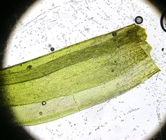 Ptychomitrium polyphyllum