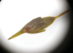 Ptychomitrium polyphyllum