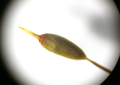 Ptychomitrium polyphyllum