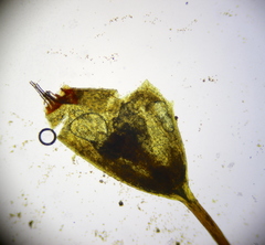 Ptychomitrium polyphyllum