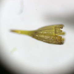 Ptychomitrium polyphyllum