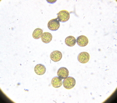 Ptychomitrium polyphyllum