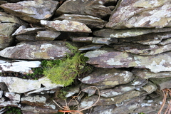 Ptychomitrium polyphyllum