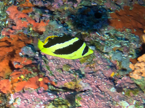 Indian Butterflyfish — seen at this dive site