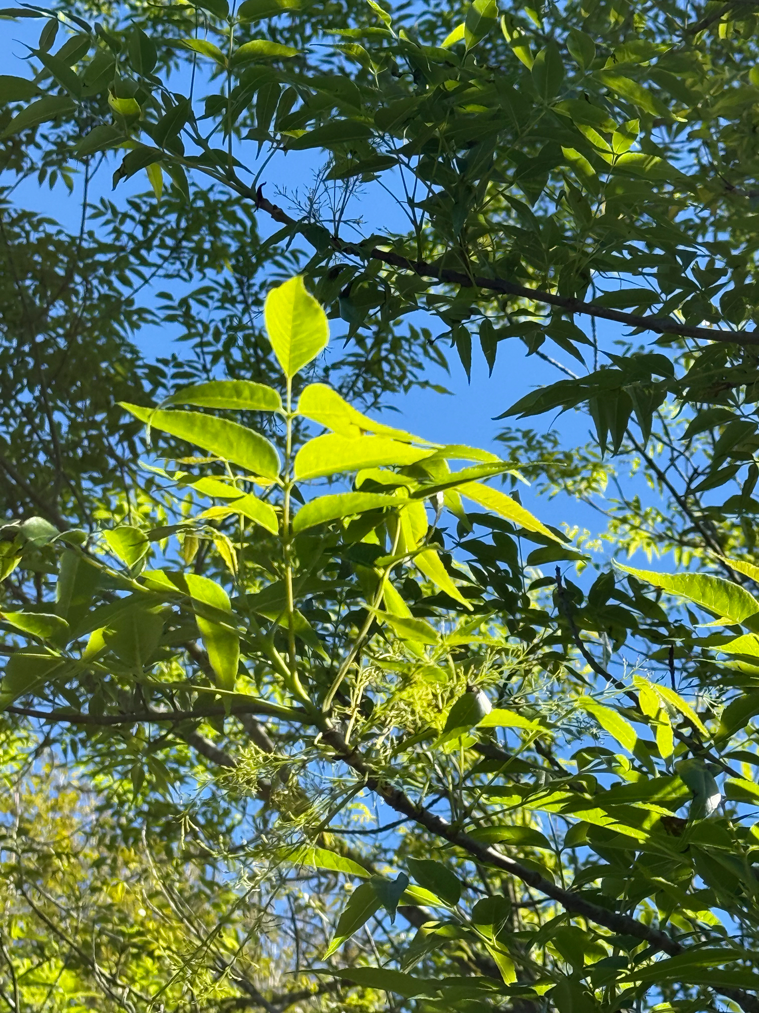 Evergreen ash