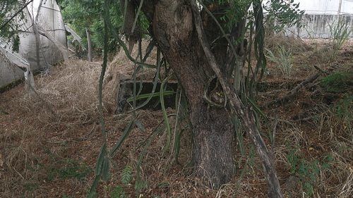 Selenicereus monacanthus, photograph 6