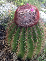 Melocactus intortus