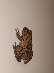 Scinax acuminatus