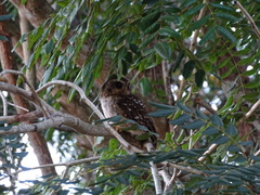 Margarobyas lawrencii