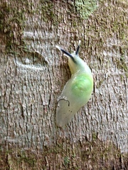 Gaeotis nigrolineata