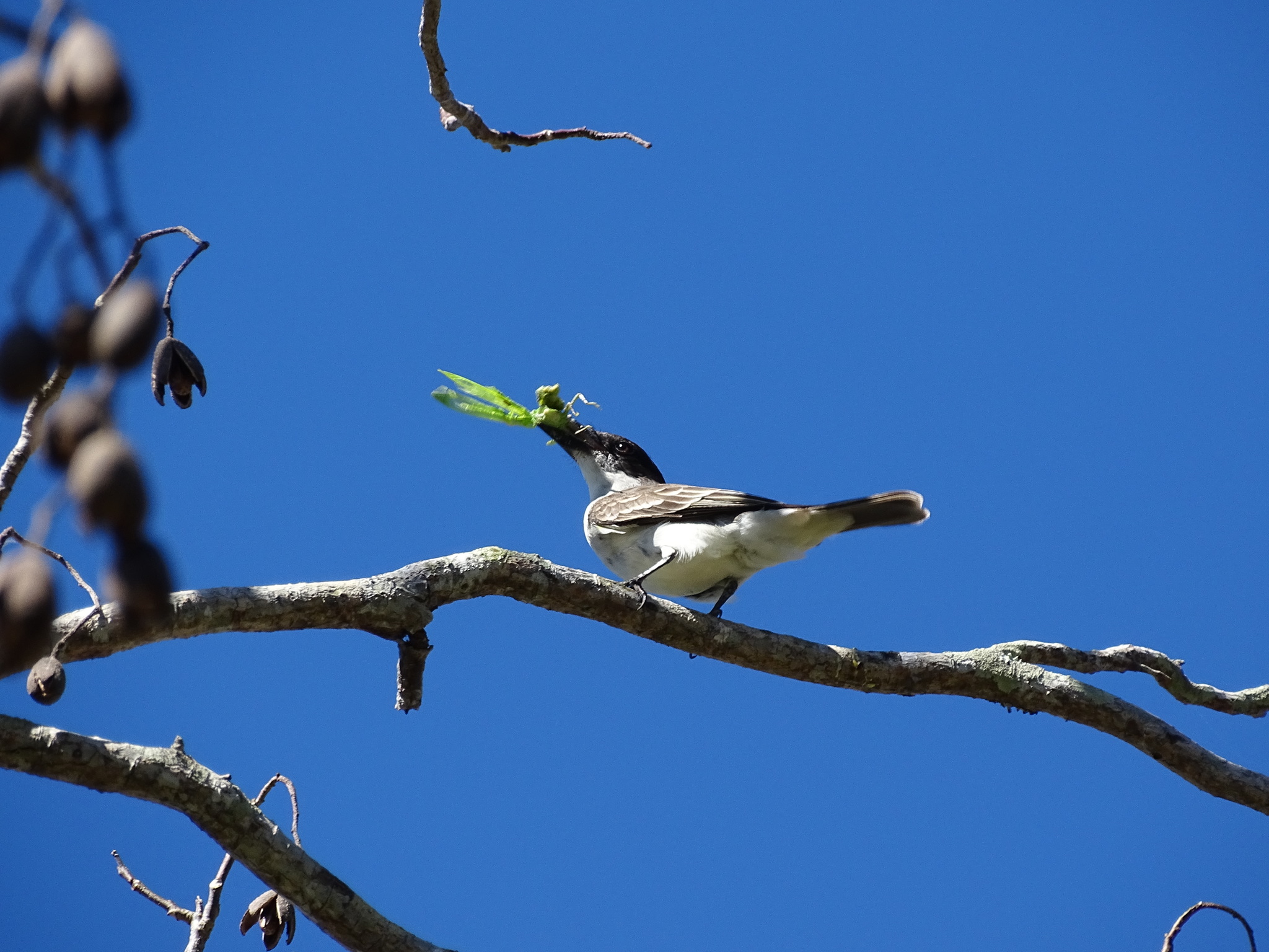 Giant Kingbird (Tyrannus cubensis), photo 4