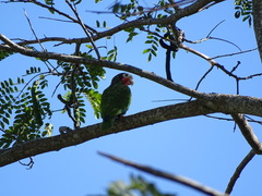 Amazona leucocephala