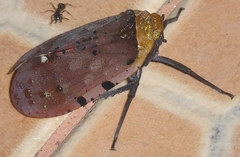 Penthicodes atomaria