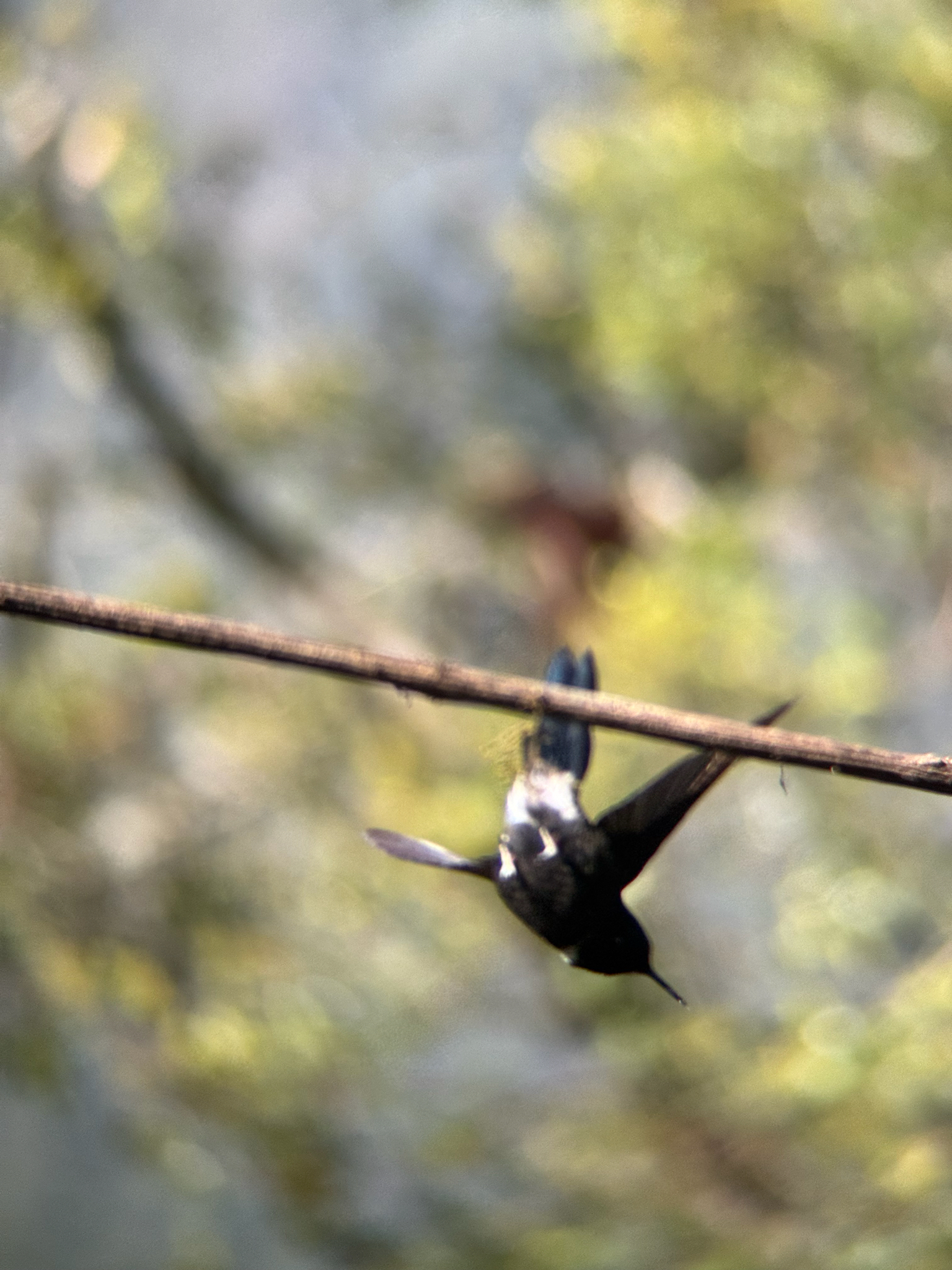 Gorgeted Sunangel (Heliangelus strophianus), photo 5